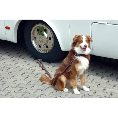 PLAQUE SOUS ROUE POUR LAISSE CHIEN Dog-Sitter